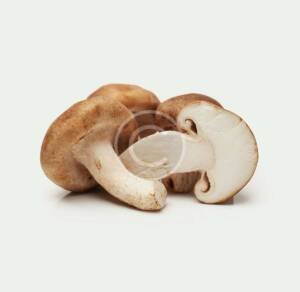 Brown Champignon