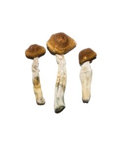 Brazilian Magic Mushrooms