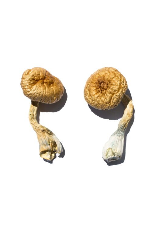 Cambodian Gold Mushroom