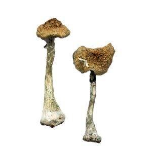 https://buy-psychedelic.com/index.php/product-category/dried-magic-mushrooms/
