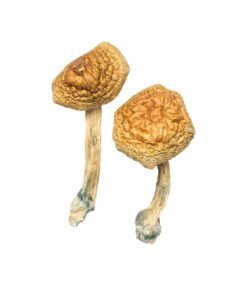 Golden Mammoth Magic Mushrooms