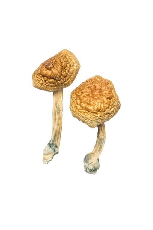 Golden Mammoth Magic Mushrooms