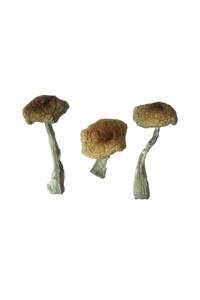 Psilocybe Aztecorum Magic Mushrooms