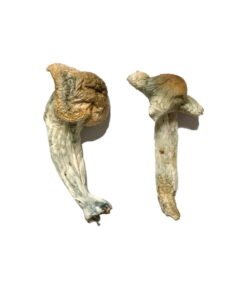 Shepherds Cut Penis Envy Magic Mushrooms