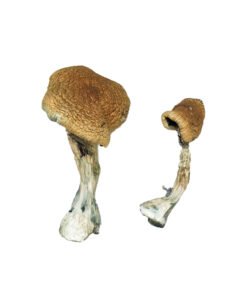 Texas Yellow Cap Magic Mushrooms