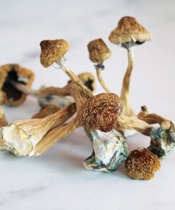 Transkei Magic Mushrooms