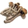 Psilocybe Mexicana