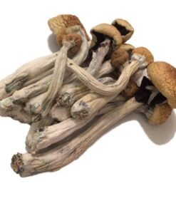 Psilocybe Mexicana